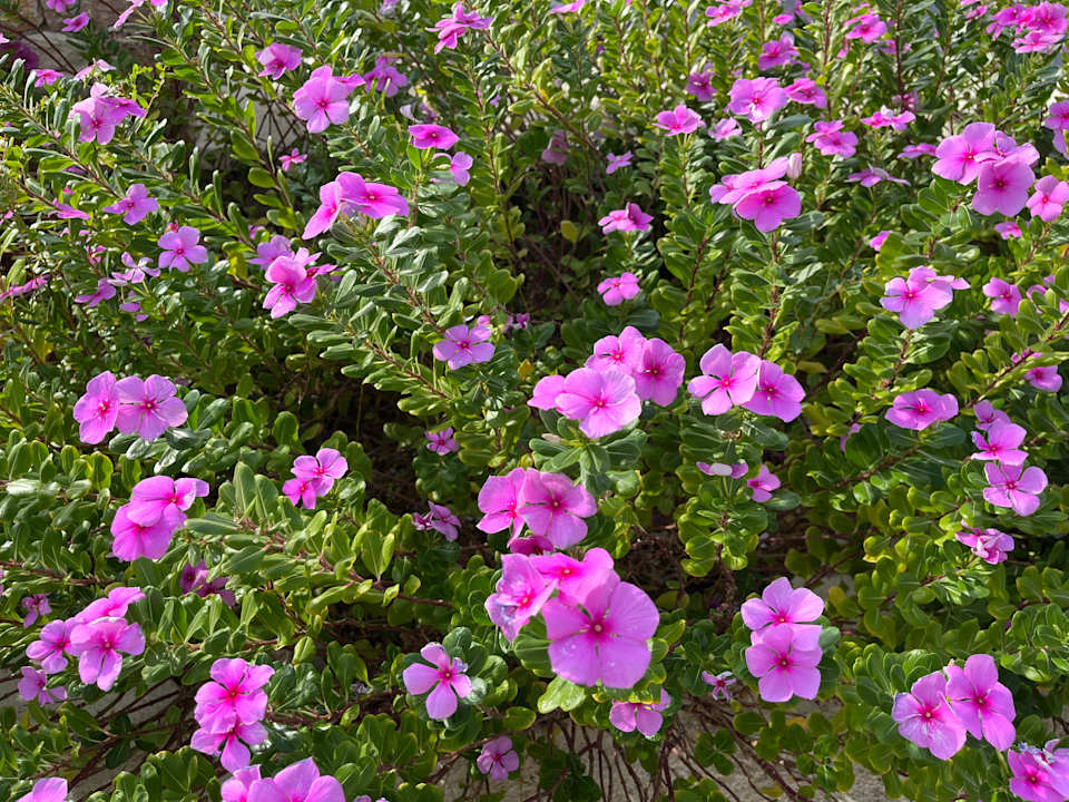 Gartenanlage Myrina Beach Hotel