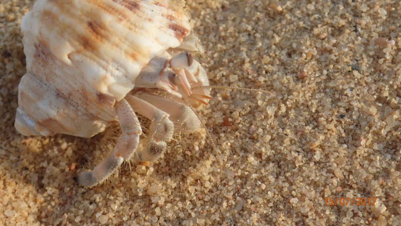 Strand Steigenberger Coraya Beach - Adults only