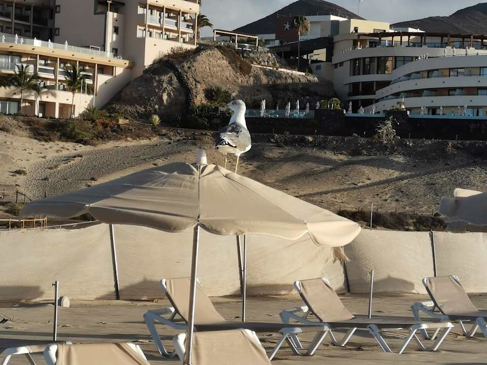 Strand Aldiana Club Fuerteventura