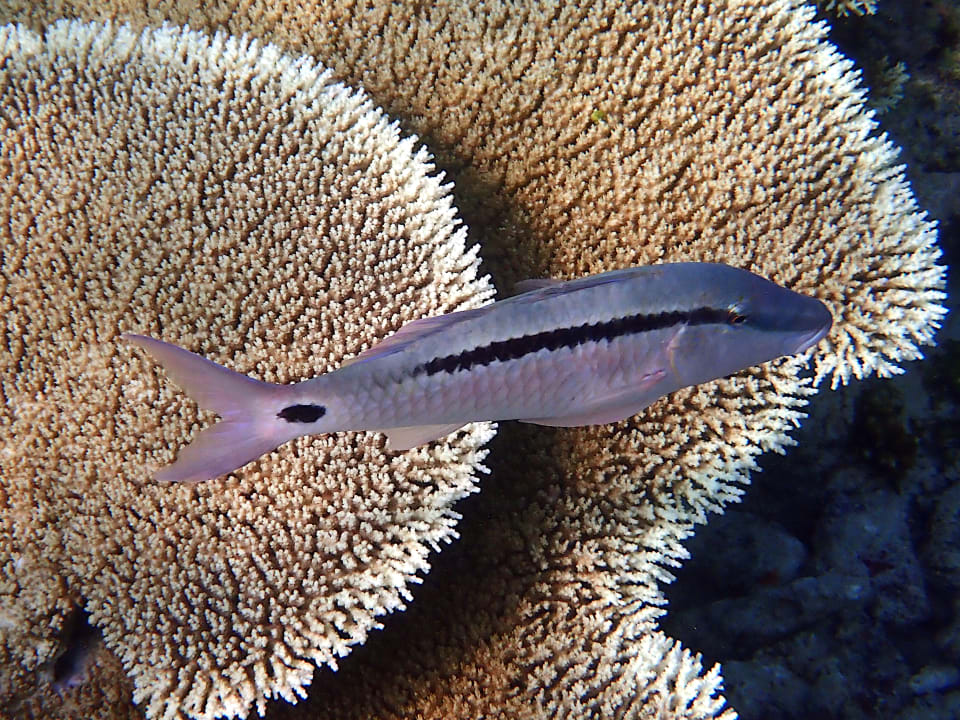 Sonstiges Ellaidhoo Maldives by Cinnamon