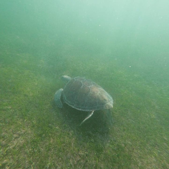 Strand Akumal Bay Beach & Wellness Resort