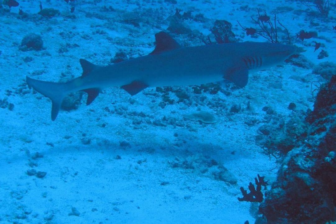 Scharz-Spitzen-Riffhai Embudu Village