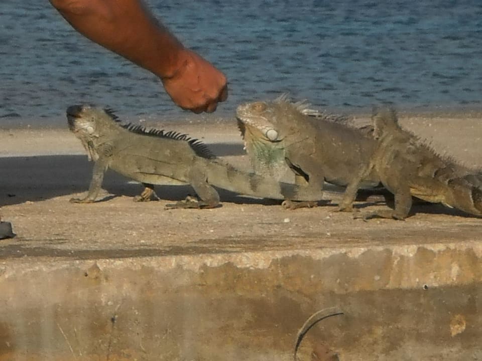 Leguane am Strand beim Frühstück Hotel Plaza Resort Bonaire