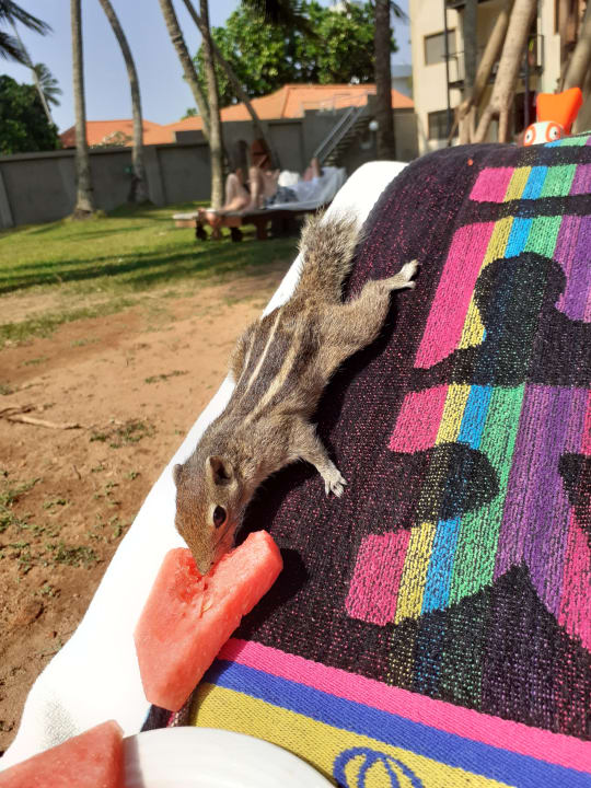 Sonstiges Mermaid Hotel & Club