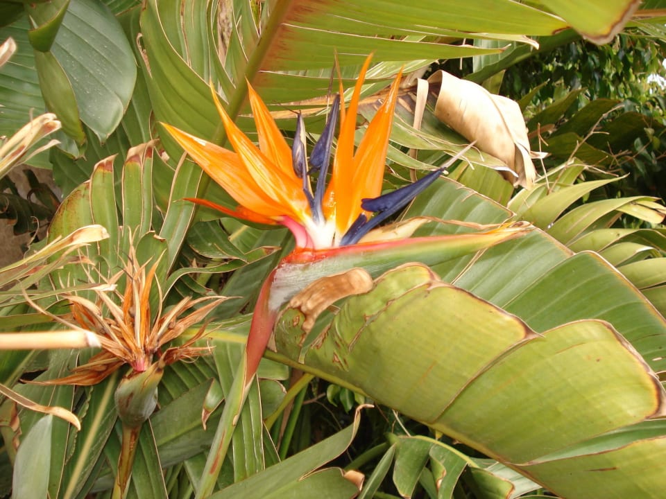 Blumenpracht Sentido Trendy Verbena Beach