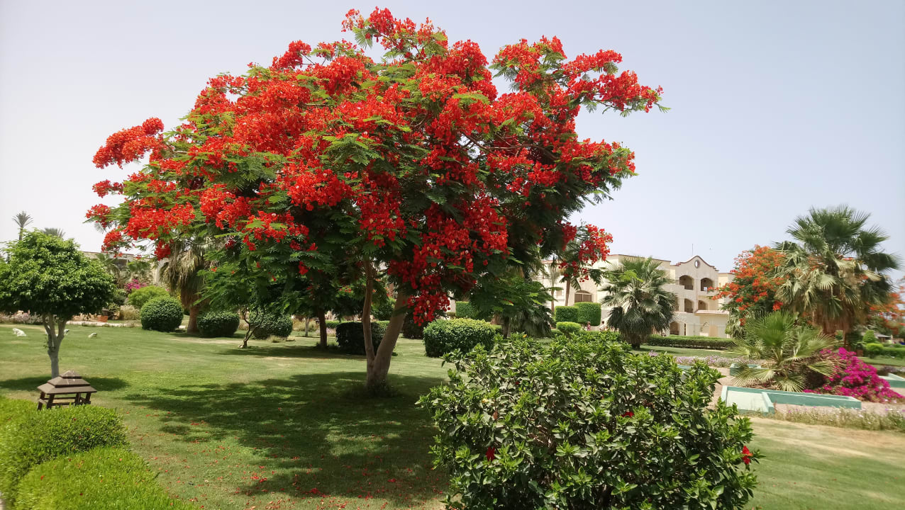 Gartenanlage Regency Plaza Aqua Park & Spa