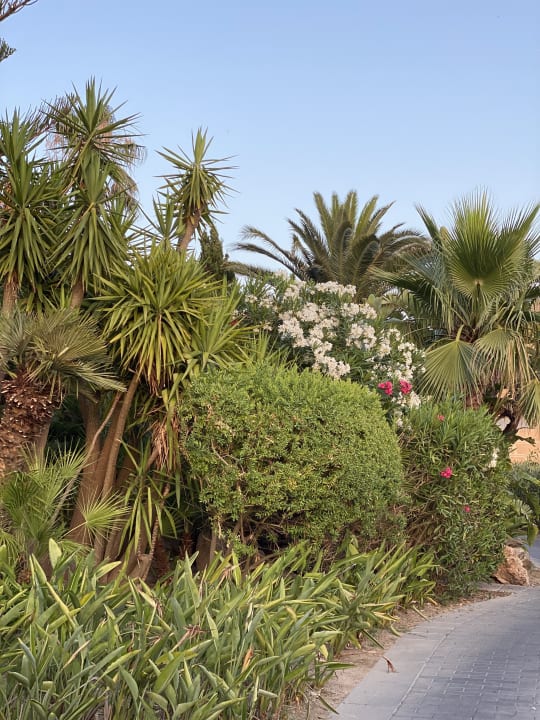Gartenanlage PortBlue Club Pollentia Resort & Spa