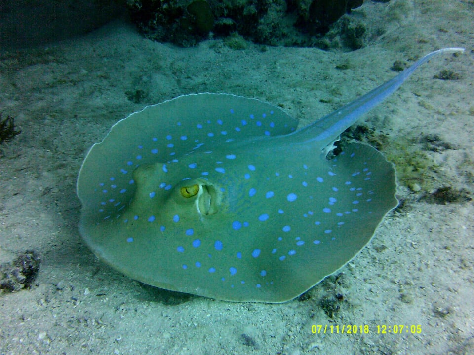 Sport & Freizeit Shams Alam Beach Resort