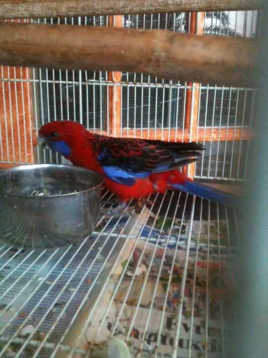 Parrot Hotel Albatros