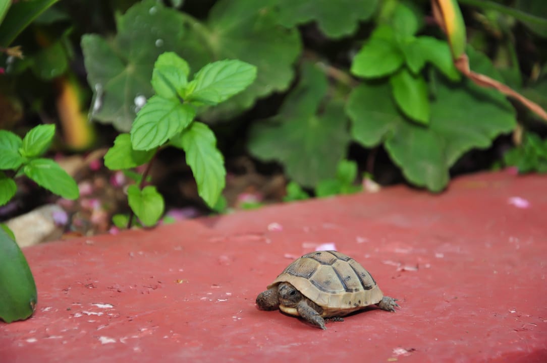 Babyschildkröte im Garten Kaliptus Hotel