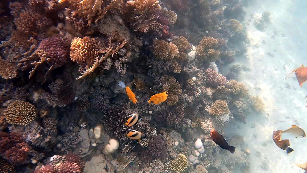 Sonstiges Coral Sun Beach