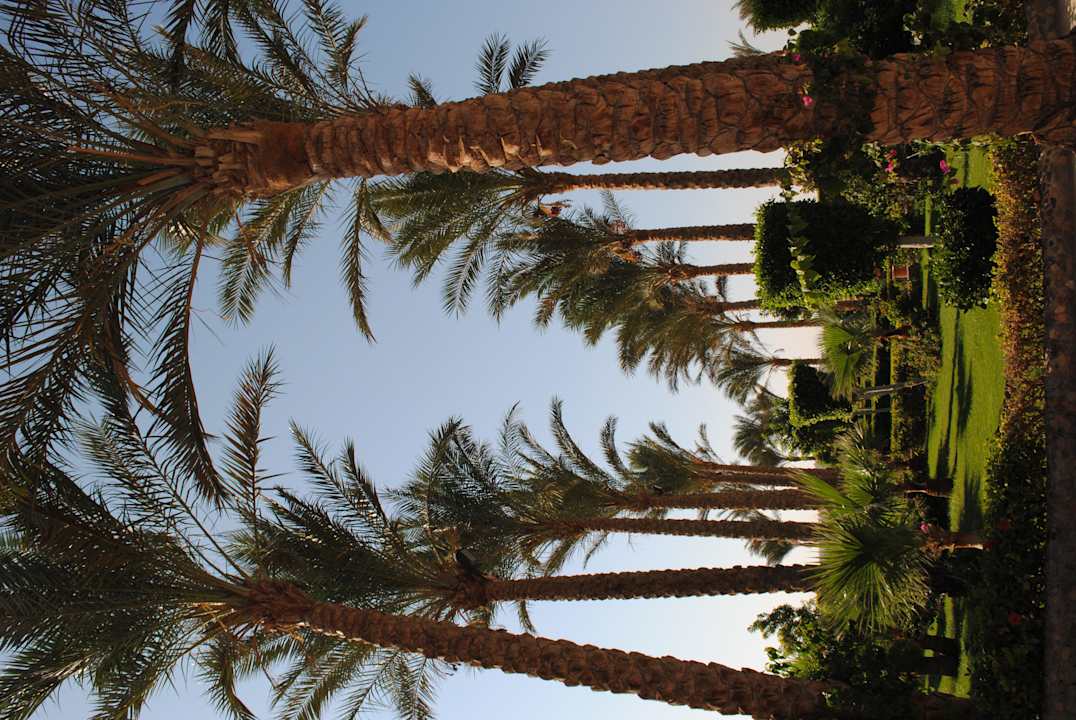 Пальмы Riviera Aqua Park Resort