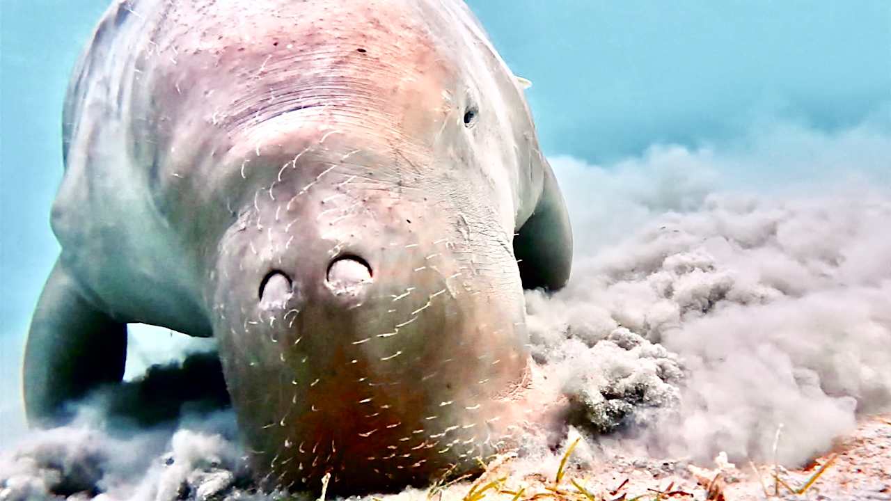 Strand Jaz Costa Mares (Adults Only)