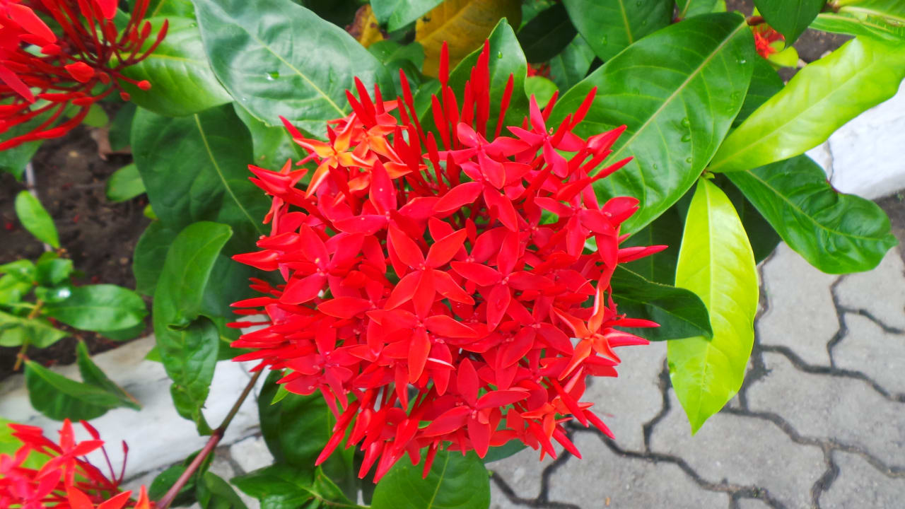 Gartenanlage Bahari Beach Hotel