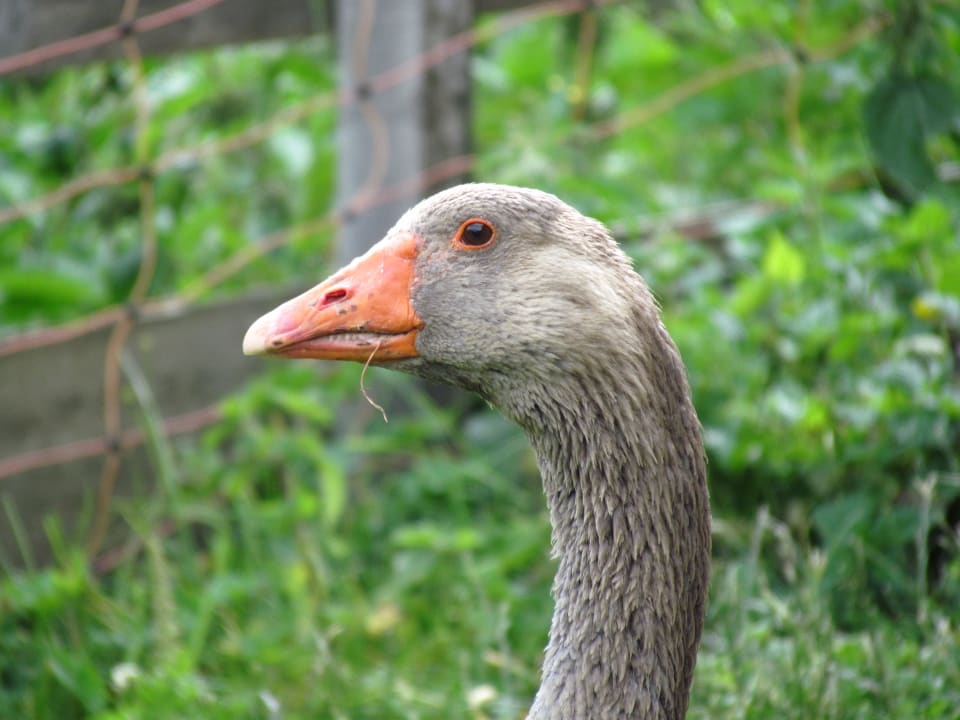 Sonstiges Pension Odles