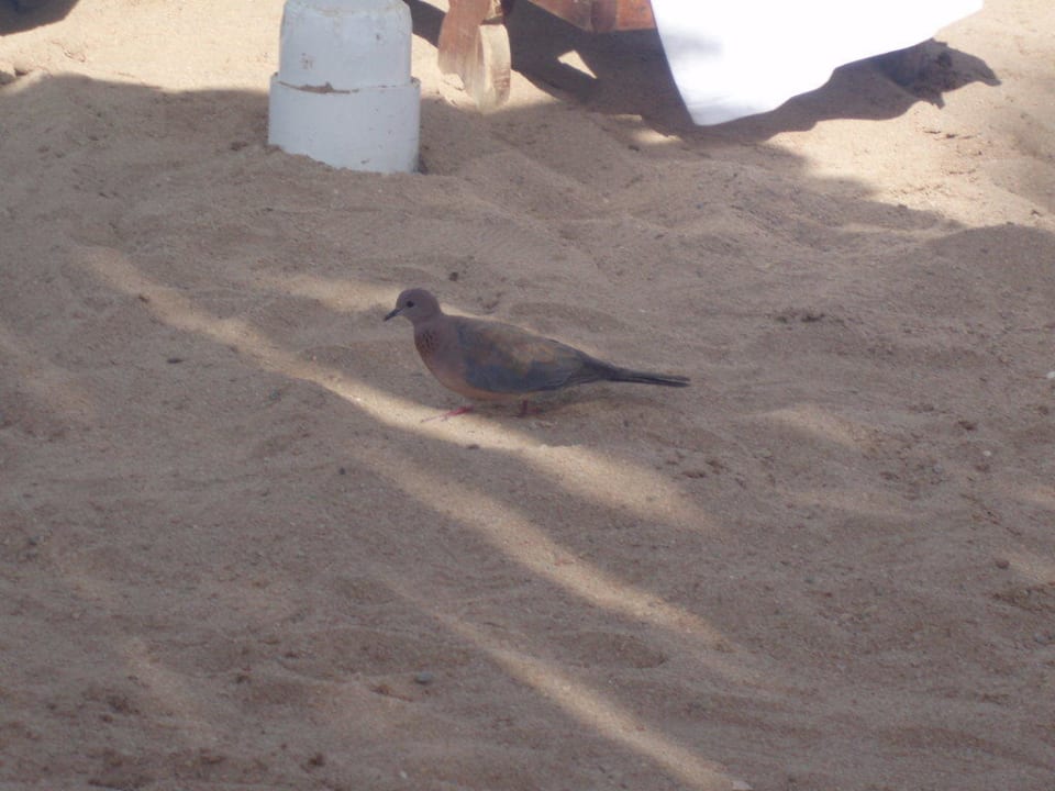 Taube am Hotelstrand Ghazala Gardens