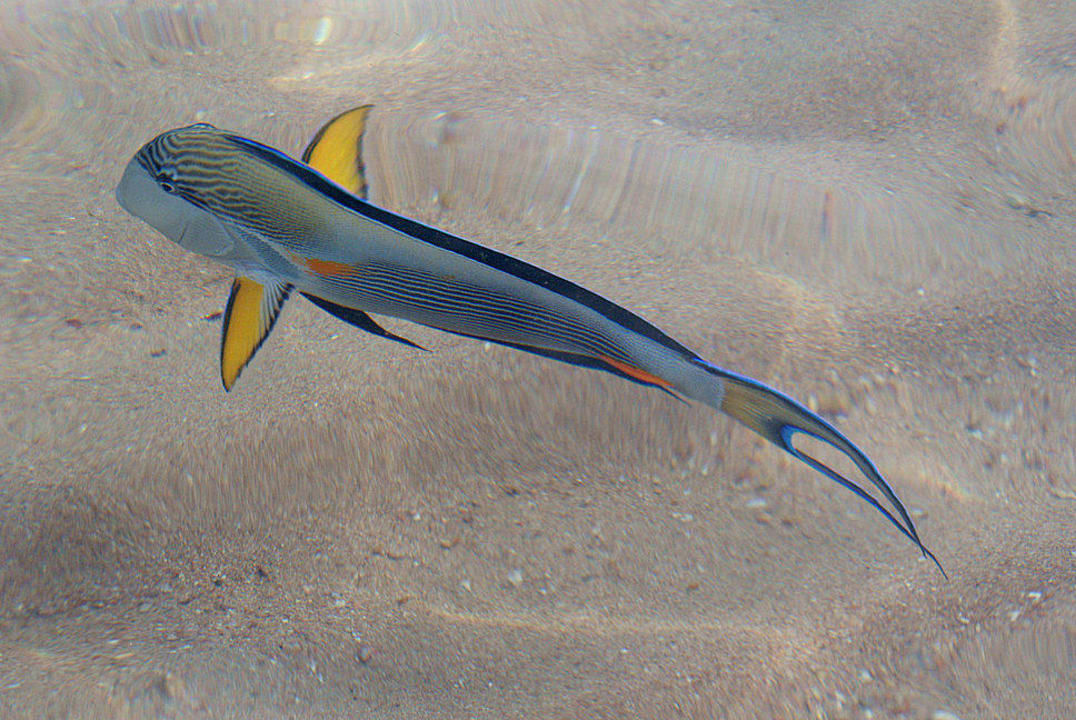 Fisch Korallenriff Strand Ghazala Beach Hotel Ghazala Beach