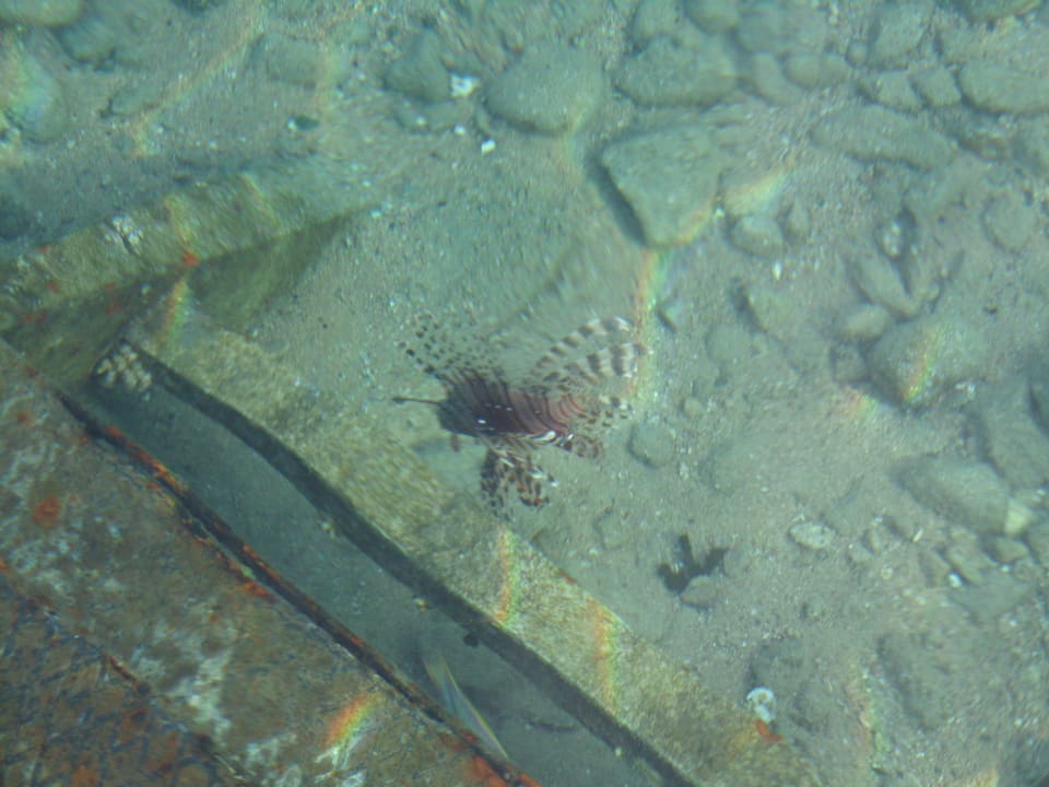 Feuerfisch direkt am Steg Happy Life Village