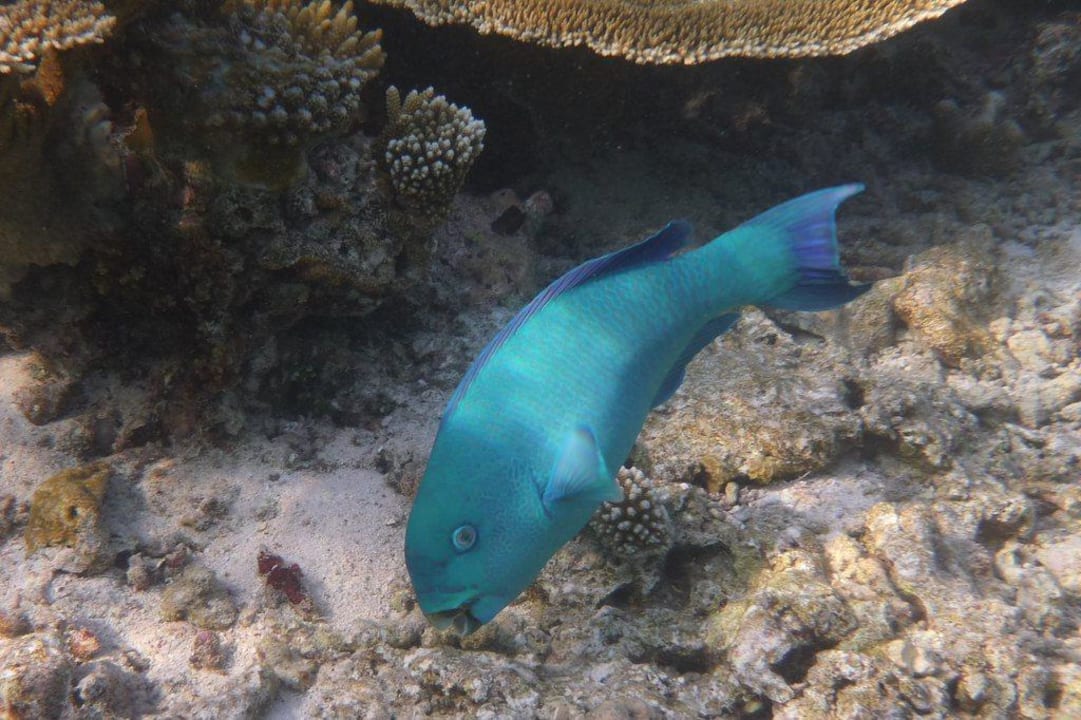Unterwasserwelt - Papageienfisch Angaga Island Resort