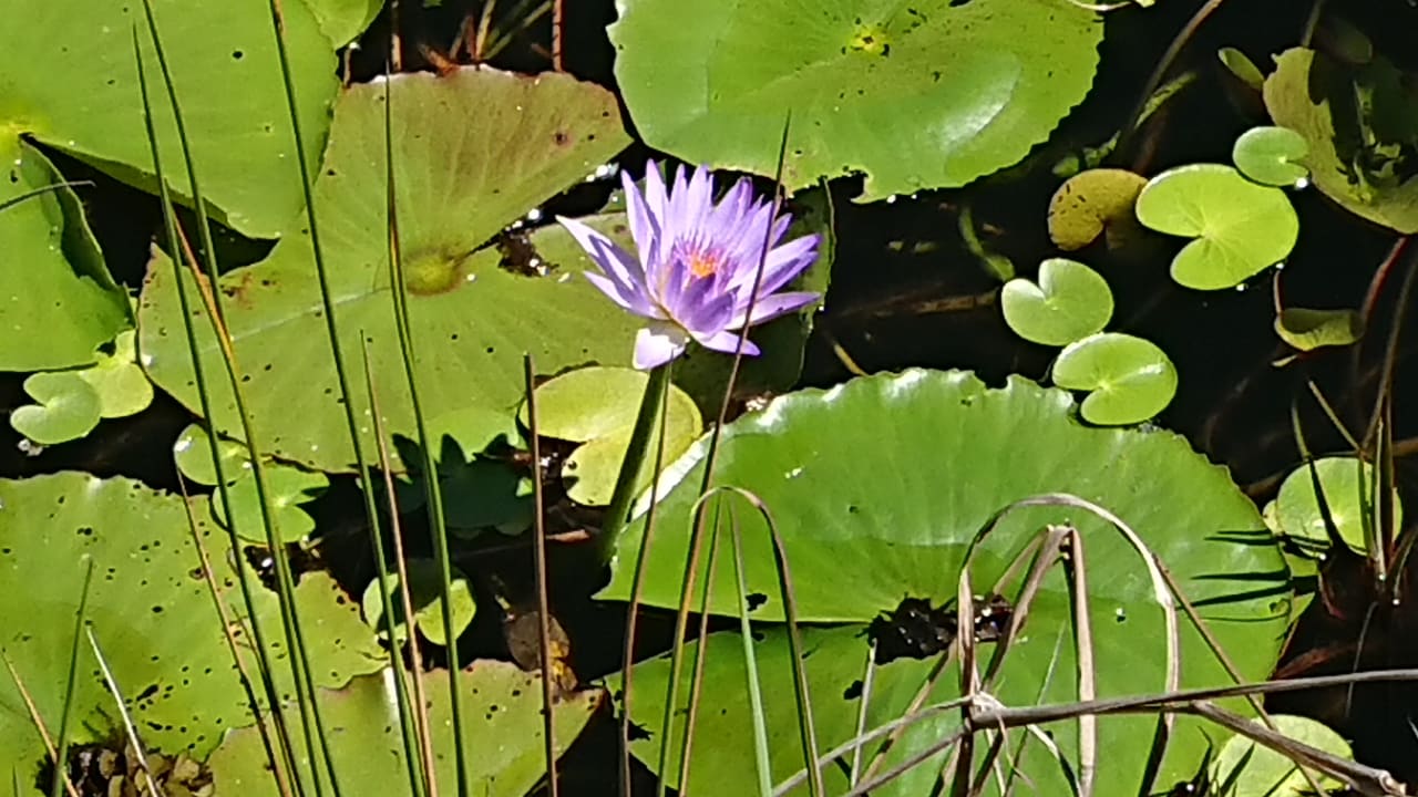 Gartenanlage Hotel Lily Pond Lodge