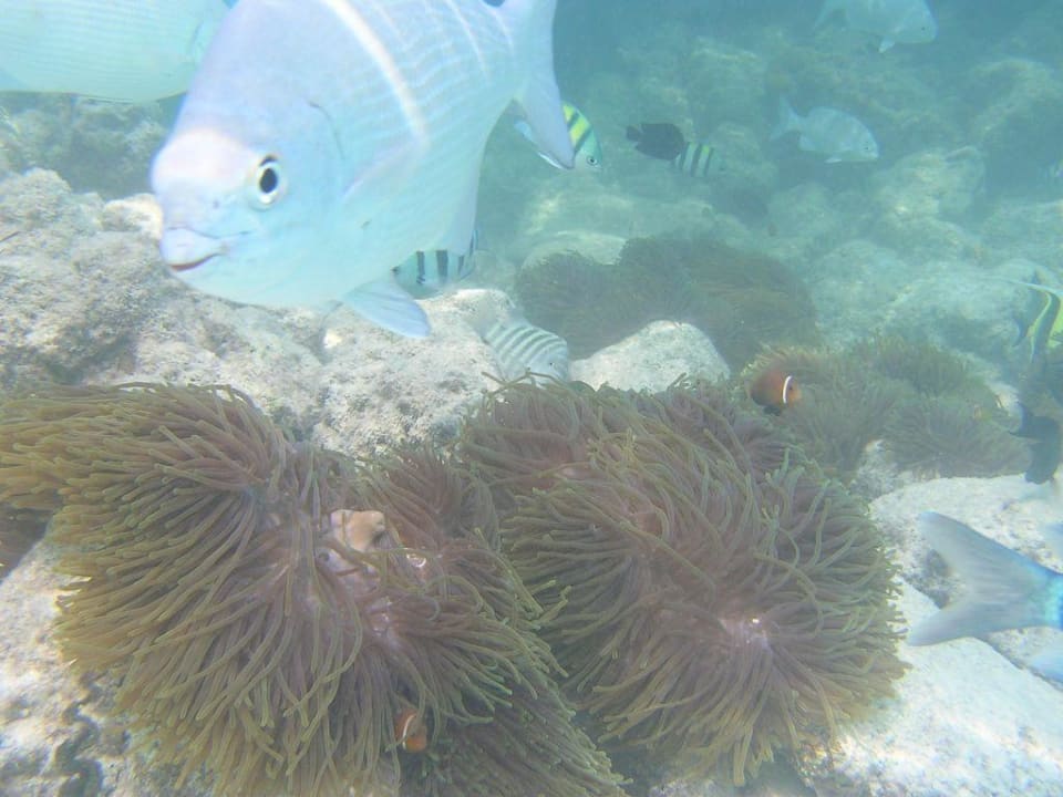 Unterwassser vor dem Hotel Summer Island Village Summer Island Maldives