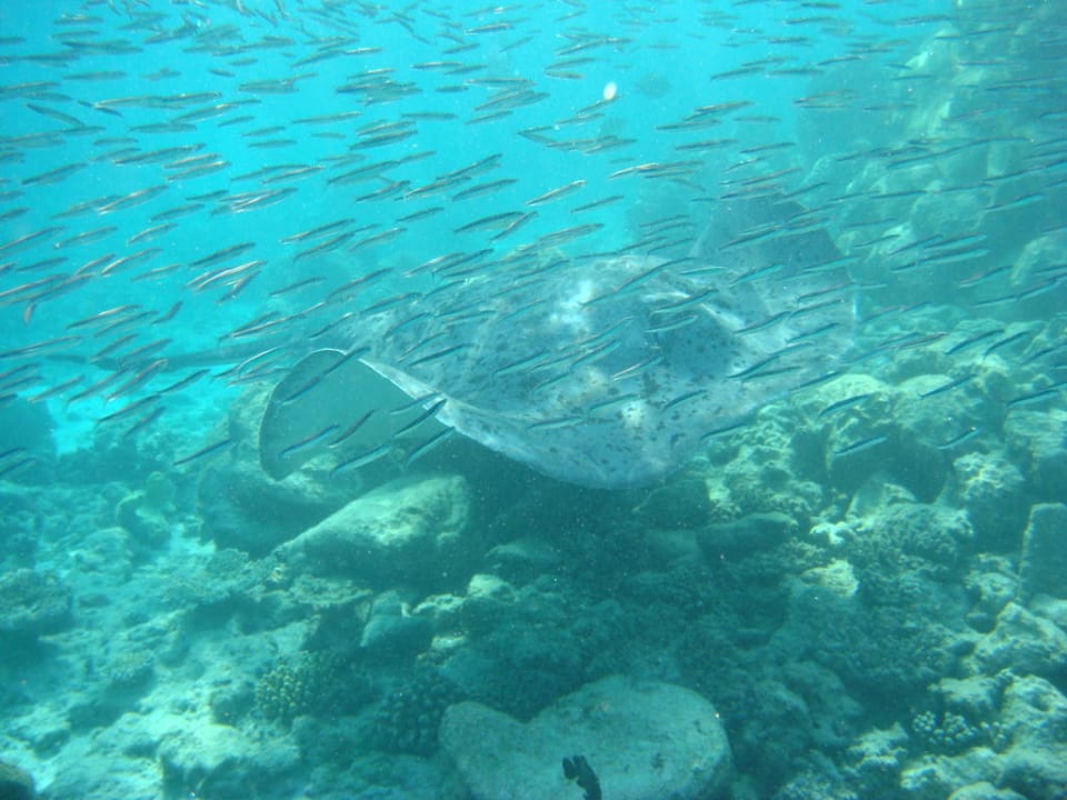 Stechrochen Ellaidhoo Maldives by Cinnamon