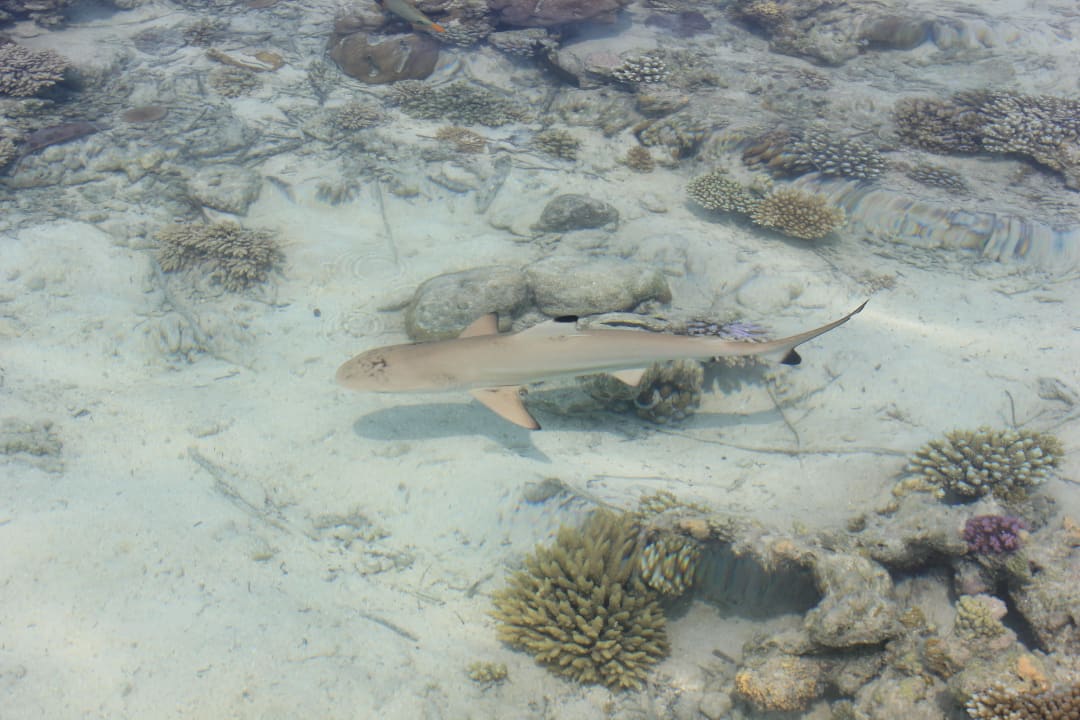 Schwarzspitzenriffhai Embudu Village