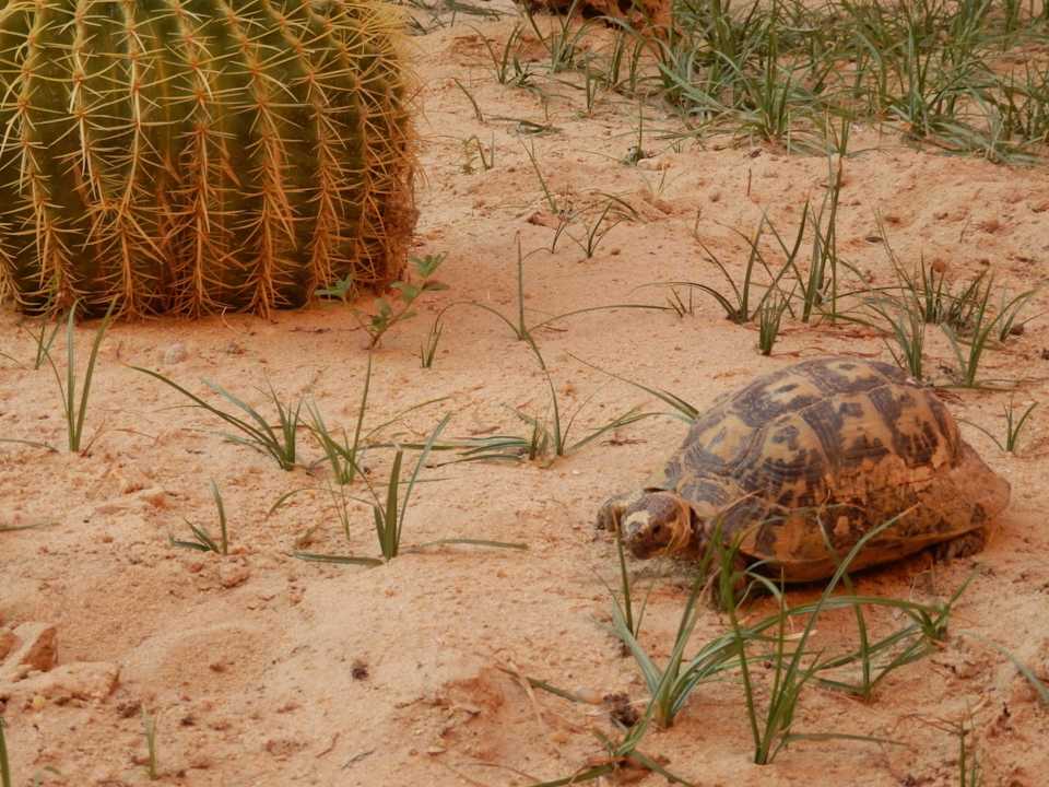 Garten im 200er Bereich Pickalbatros Alf Leila Wa Leila Resort - Neverland Hurghada