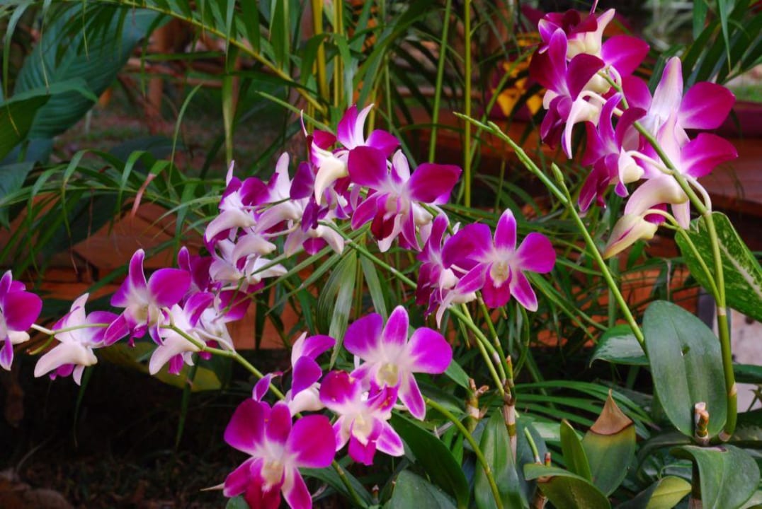 Garten Hotel Orchid Resort