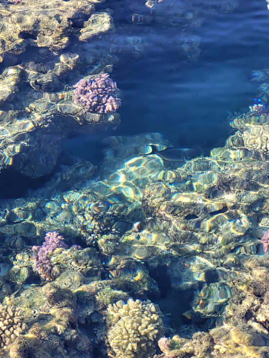 Strand TUI BLUE Samaya