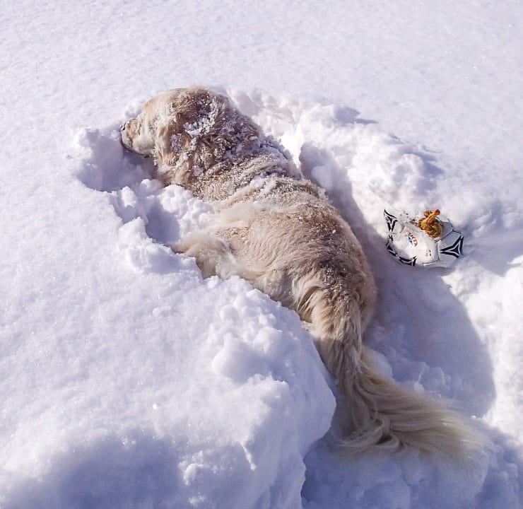 Fun für the dog Wellnesshotel Engel