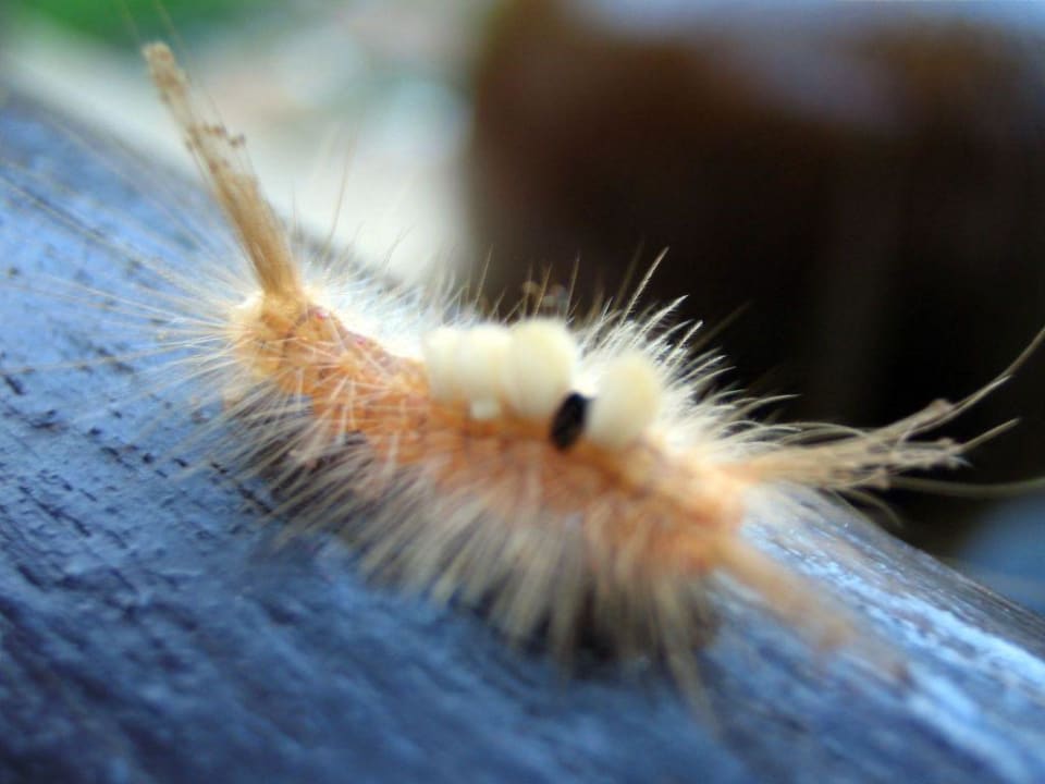 Besucher auf der Terrasse! Thai House Beach Resort