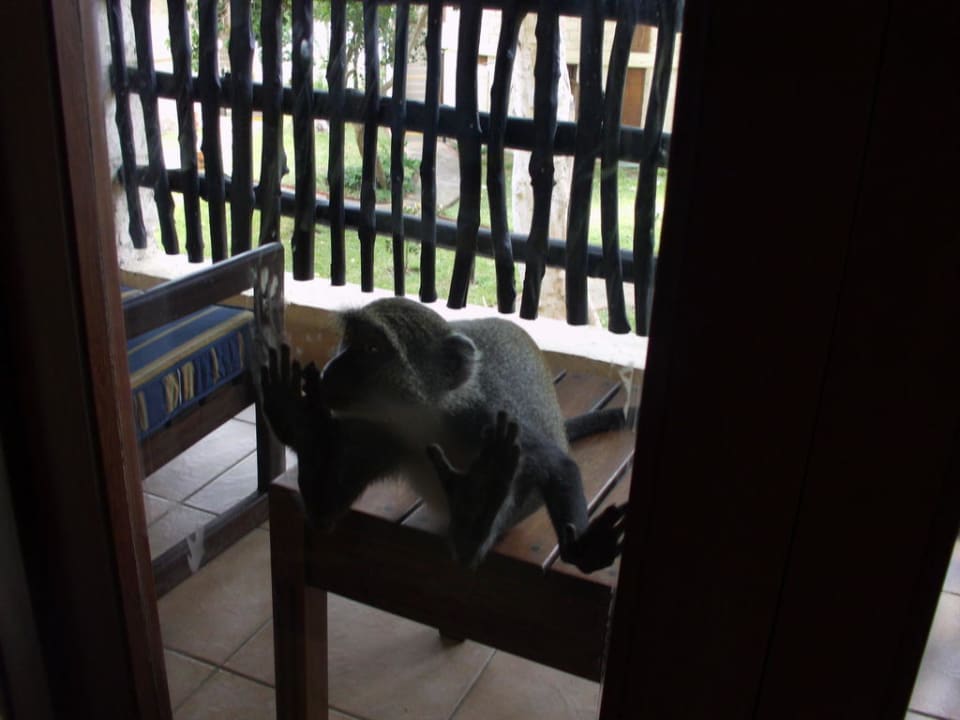 Neugieriger Besuch Baobab Beach Resort & Spa