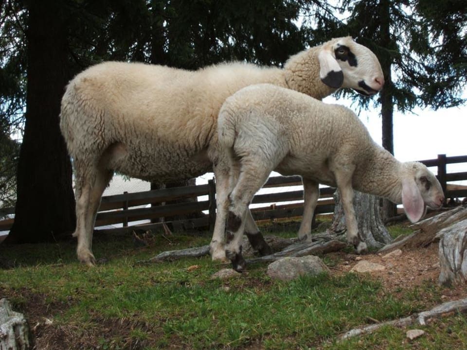 Viele Tiere auf der Angerle Alm Angerle-Alm