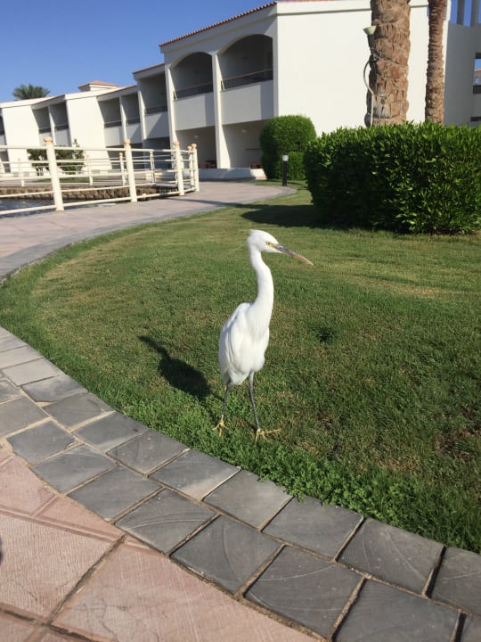 Gartenanlage Pickalbatros Dana Beach Resort - Hurghada