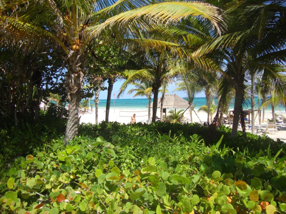 Hotel Catalonia Playa Maroma Catalonia Playa Maroma