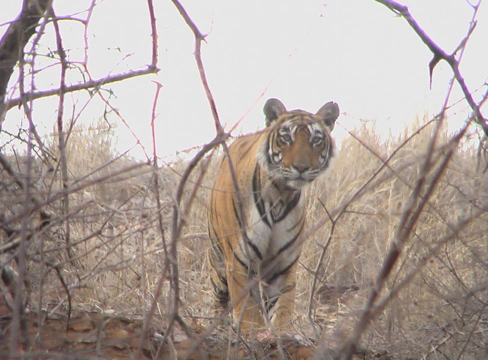 Das war ca. 3m Entfernung Hotel Tiger Den Resort