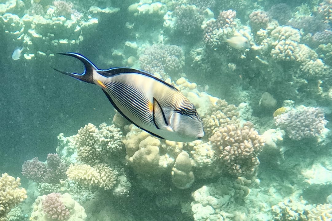 Sport & Freizeit Steigenberger Coraya Beach - Adults only