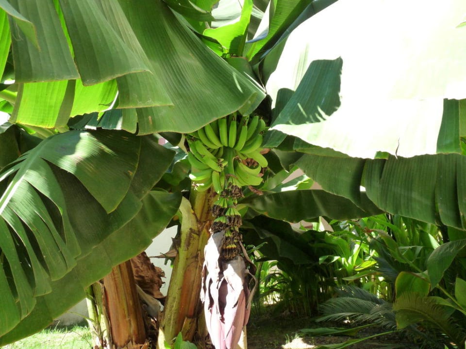 Bananenstauden Hotel Sirma