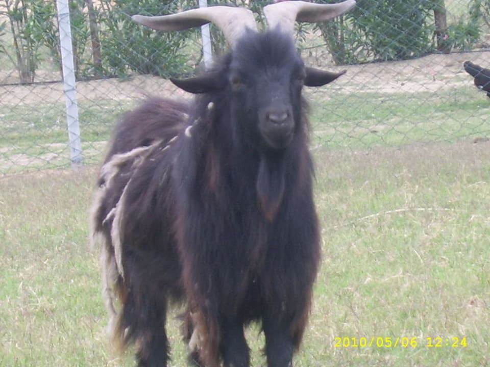 Tierpark Belek Beach Resort Hotel