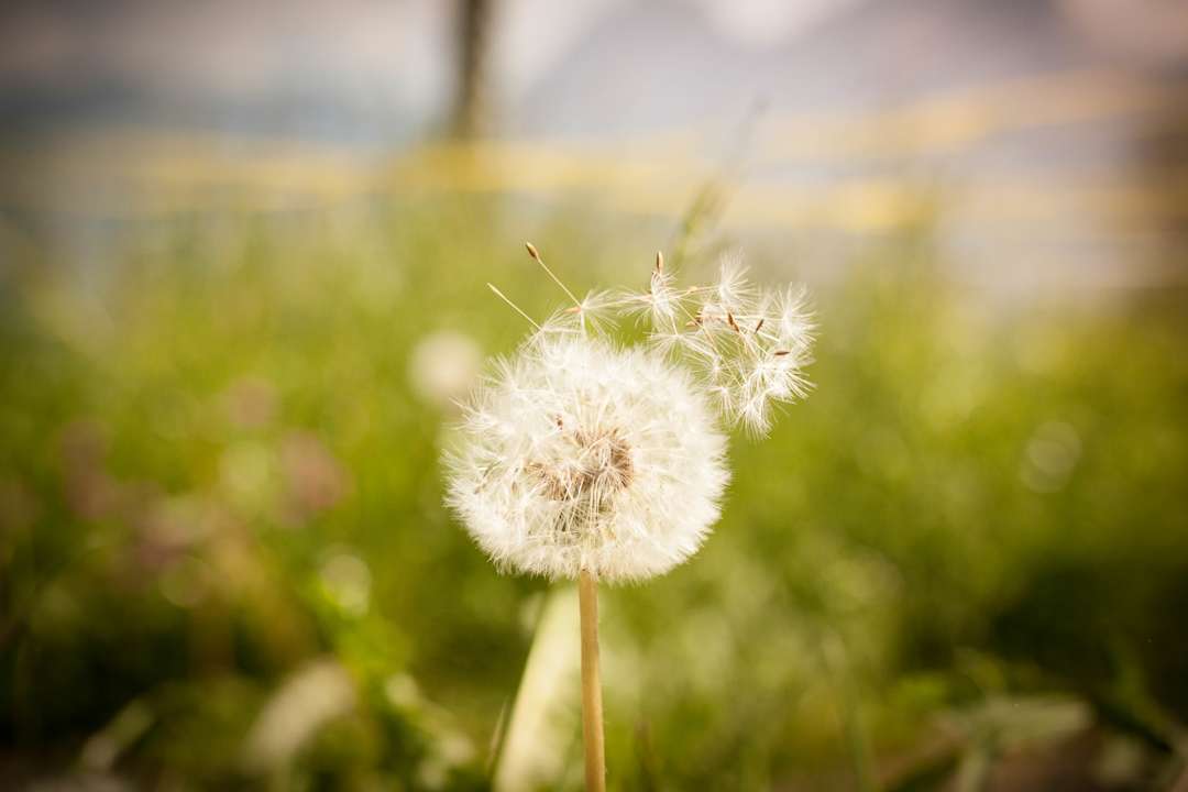 Gartenanlage Ferienhaus Stockli
