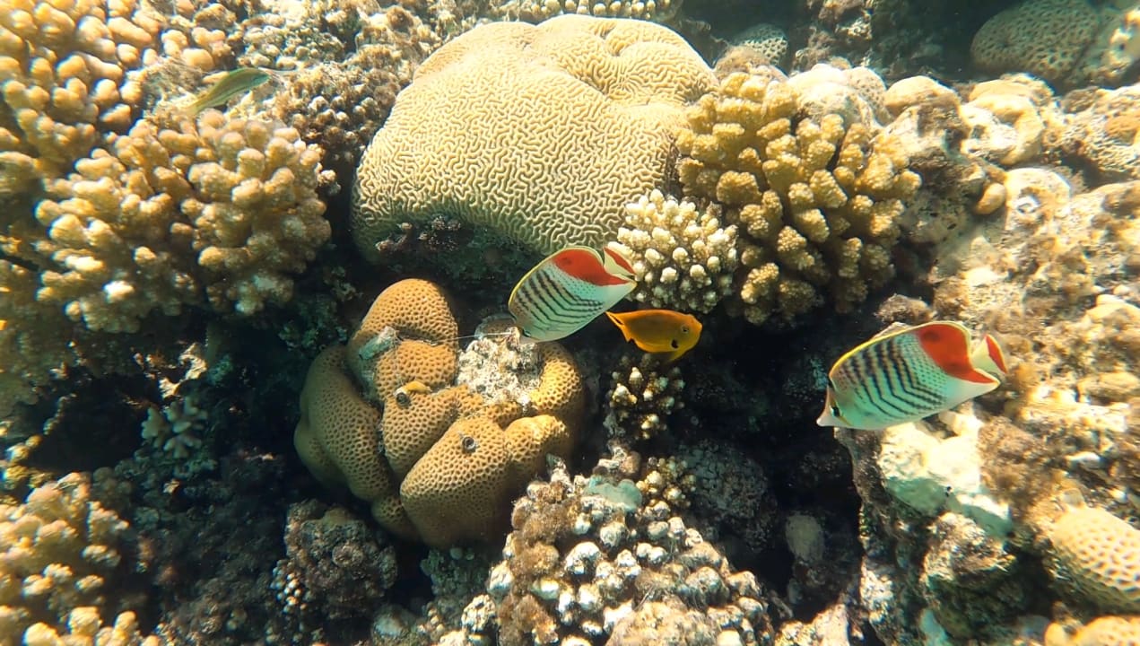 Strand Fort Arabesque Resort, Spa & Villas