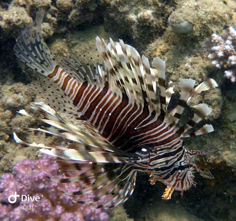 Sonstiges Three Corners Equinox Beach Resort