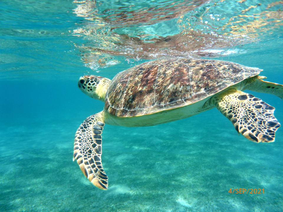 Strand Shams Alam Beach Resort