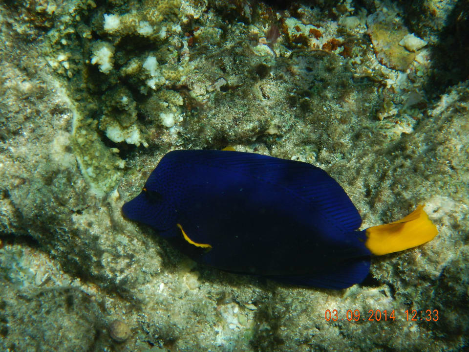 Blauer Segelflossendoktor/Hausriff Arabia Azur Resort