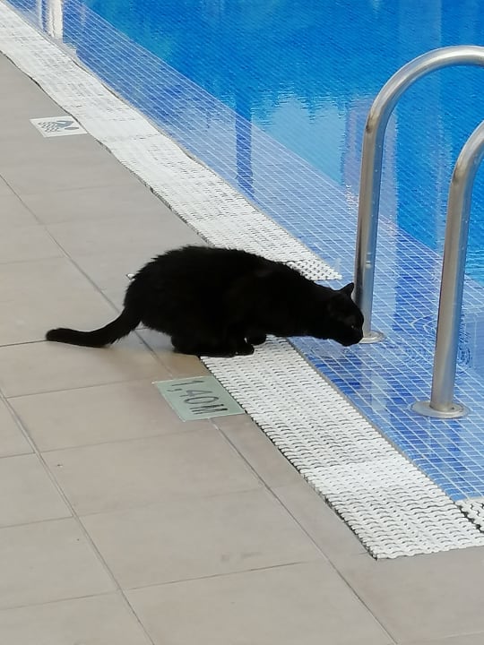 Pool Be Live Tenerife - Adults only