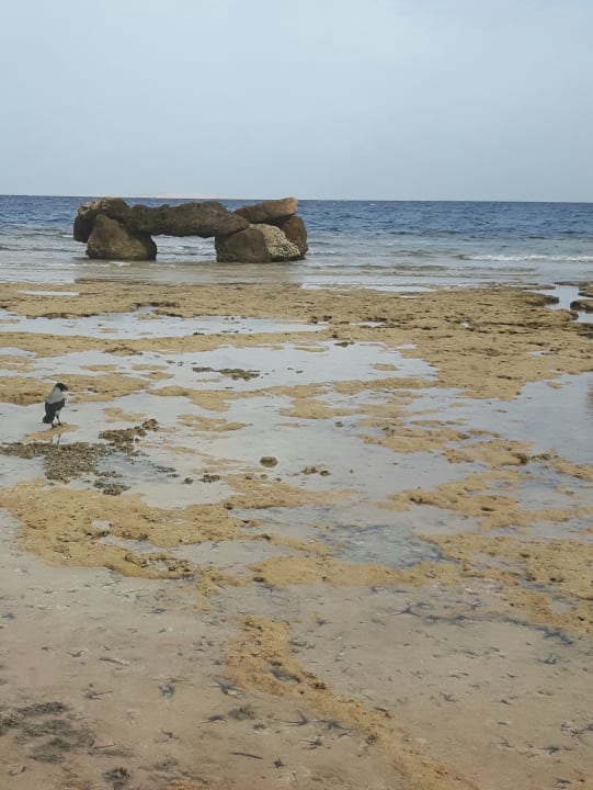 Strand Pickalbatros Citadel Resort