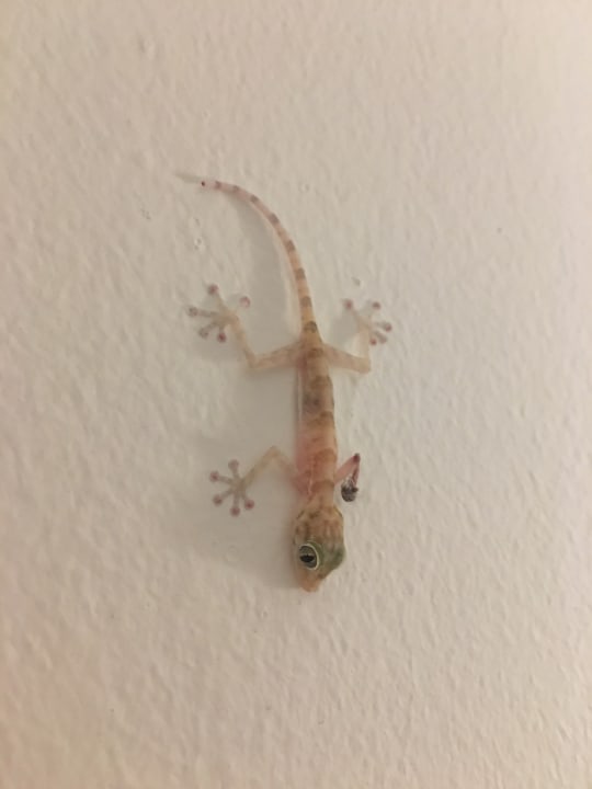 Sonstiges Desert Rose