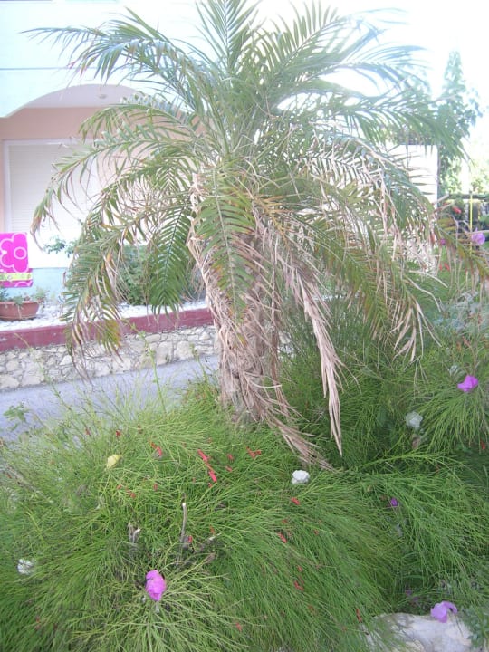 Palm tree Hotel Kathrin Beach