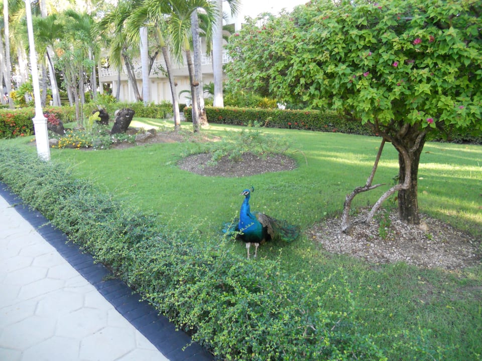 Gartenanlage Vista Sol Punta Cana